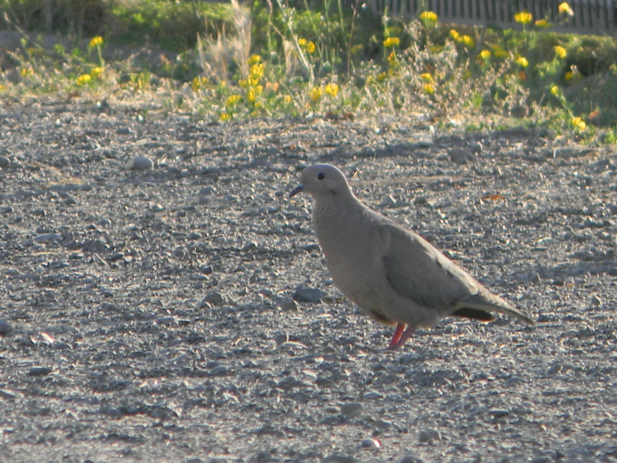 Зенаїда південна - ML646750666