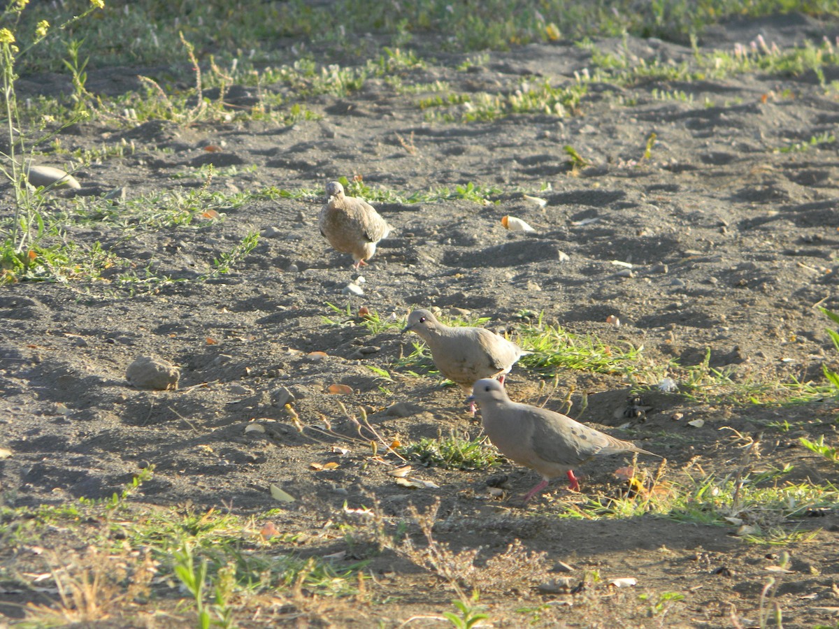 Зенаїда південна - ML646750667