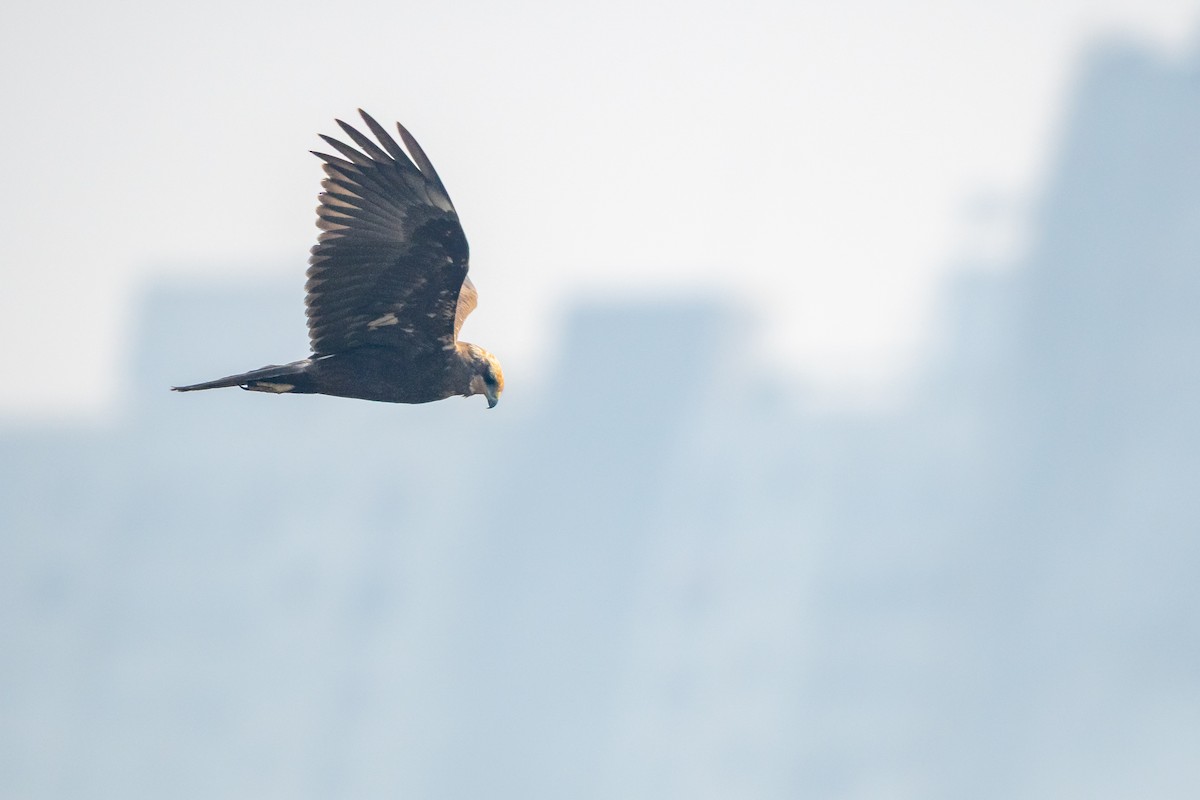 moták pochop - ML646750668