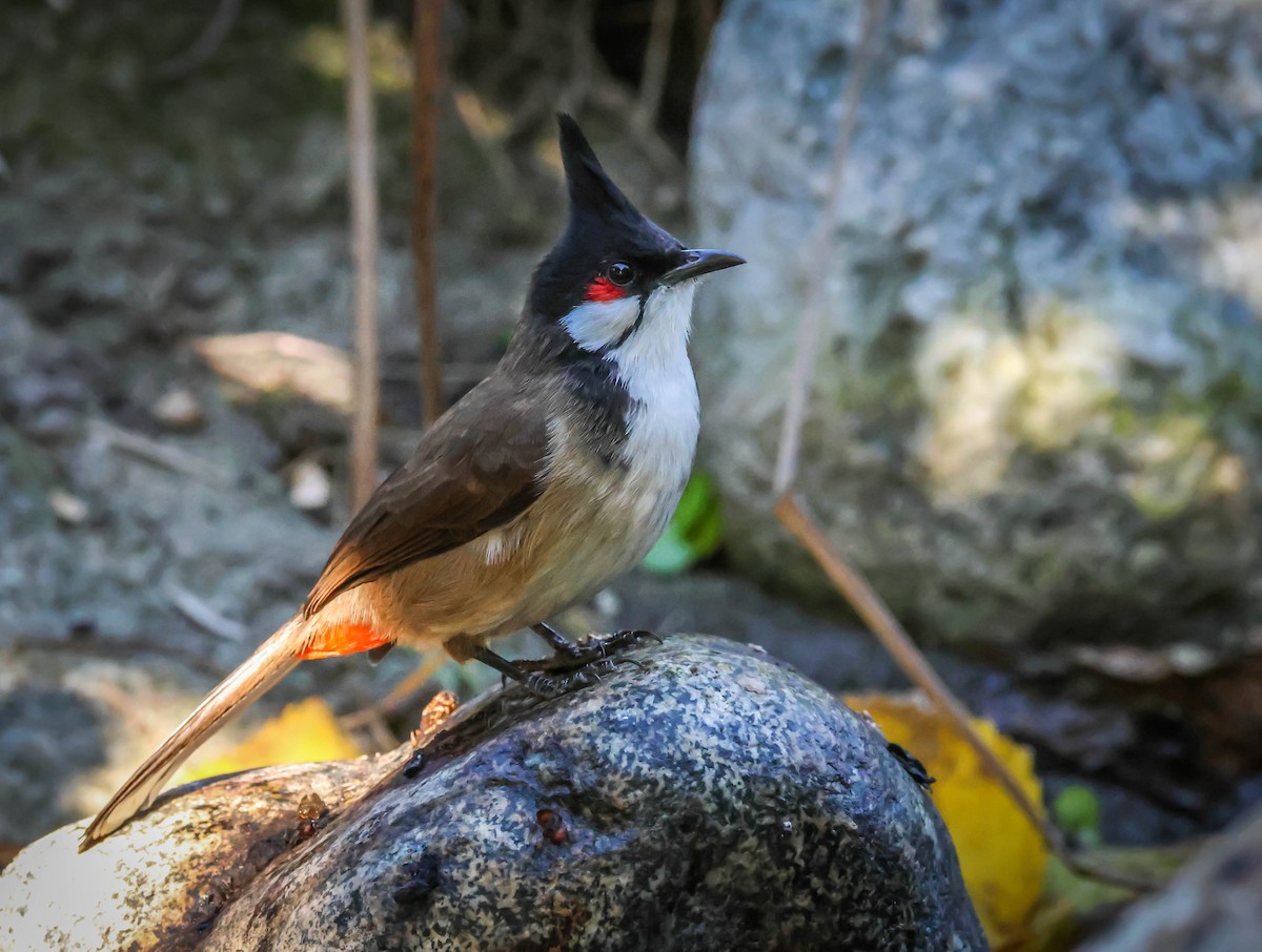 Red-whiskered Bulbul - ML646750669