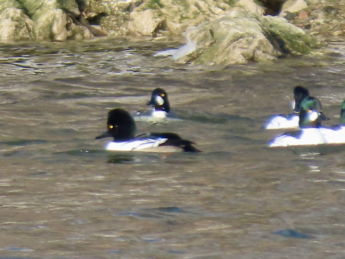 Common Goldeneye x Hooded Merganser (hybrid) - ML646750672
