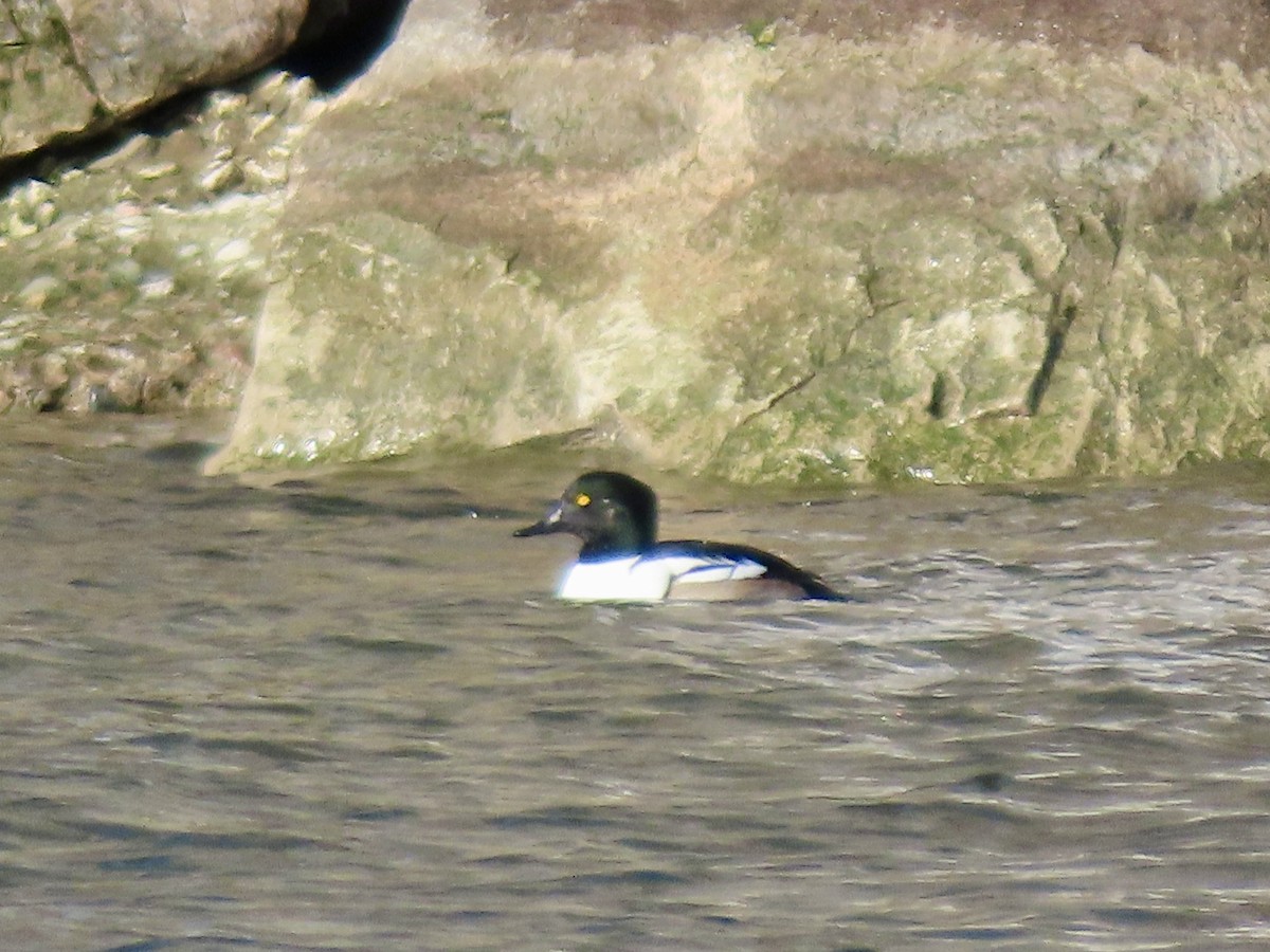 Common Goldeneye x Hooded Merganser (hybrid) - ML646750673