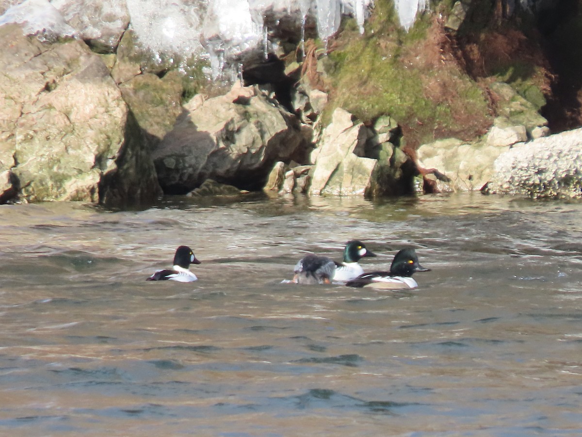 Common Goldeneye x Hooded Merganser (hybrid) - ML646750674