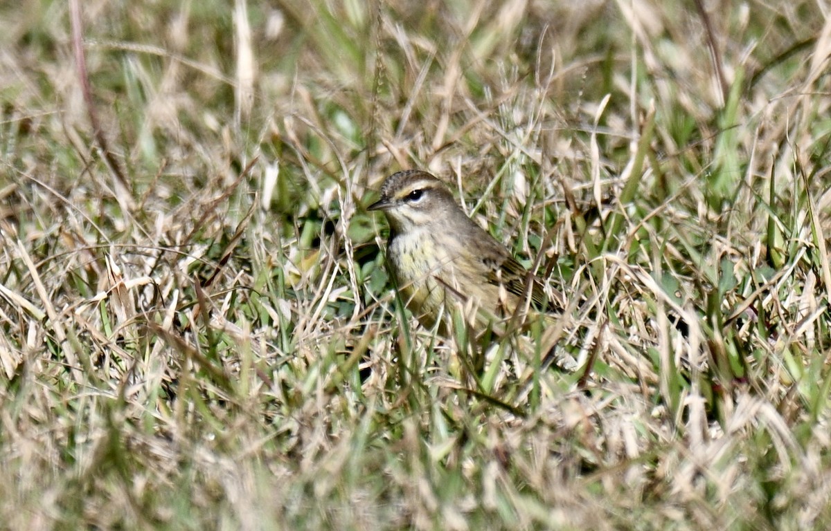 Пісняр-лісовик рудоголовий - ML646750675