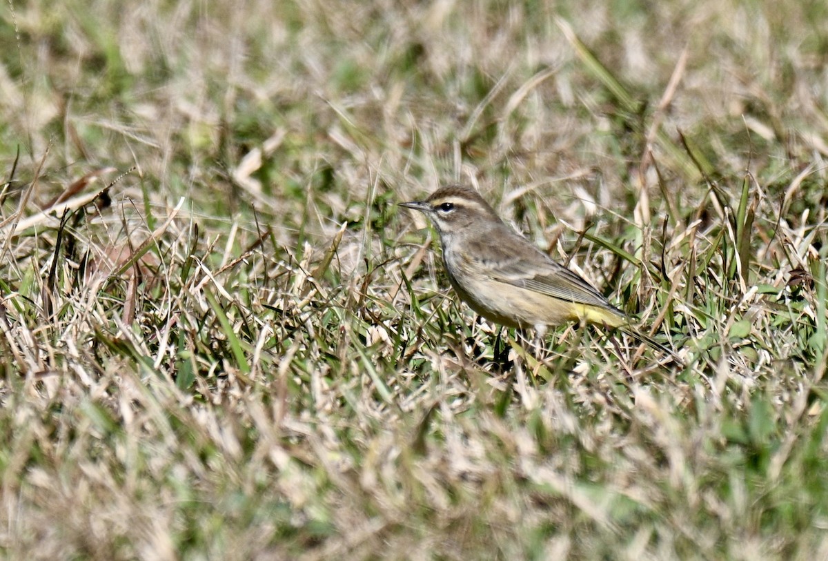 Пісняр-лісовик рудоголовий - ML646750676