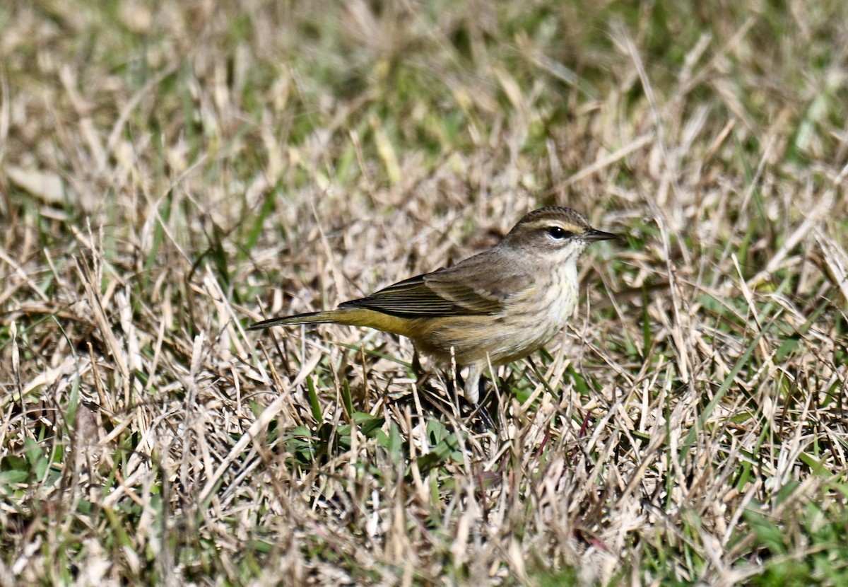 Пісняр-лісовик рудоголовий - ML646750677
