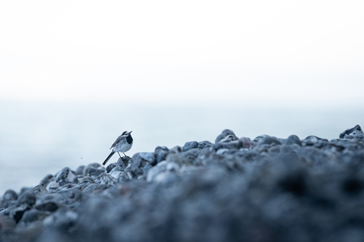 White Wagtail - ML646750678