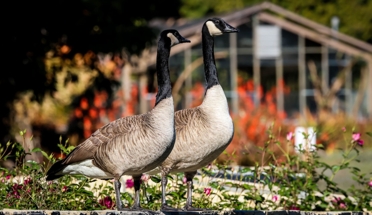 Canada Goose - ML646750679