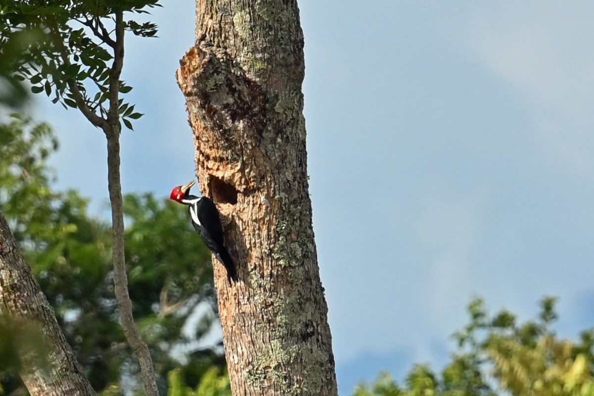 Crimson-crested Woodpecker - ML646750684
