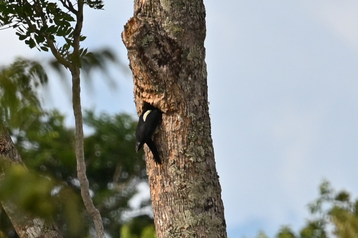 Crimson-crested Woodpecker - ML646750691