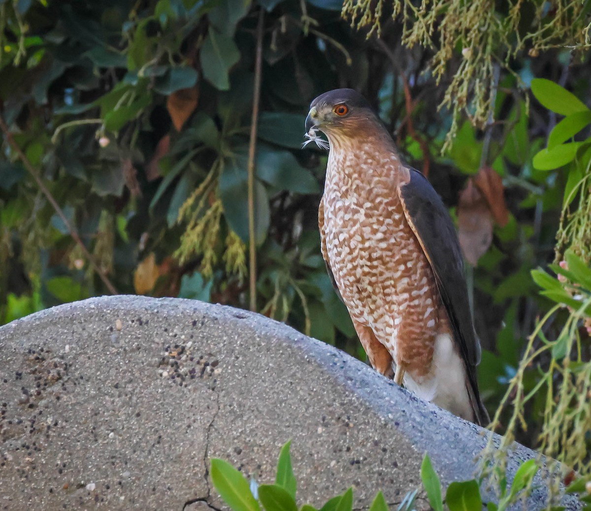 Cooper's Hawk - ML646750693