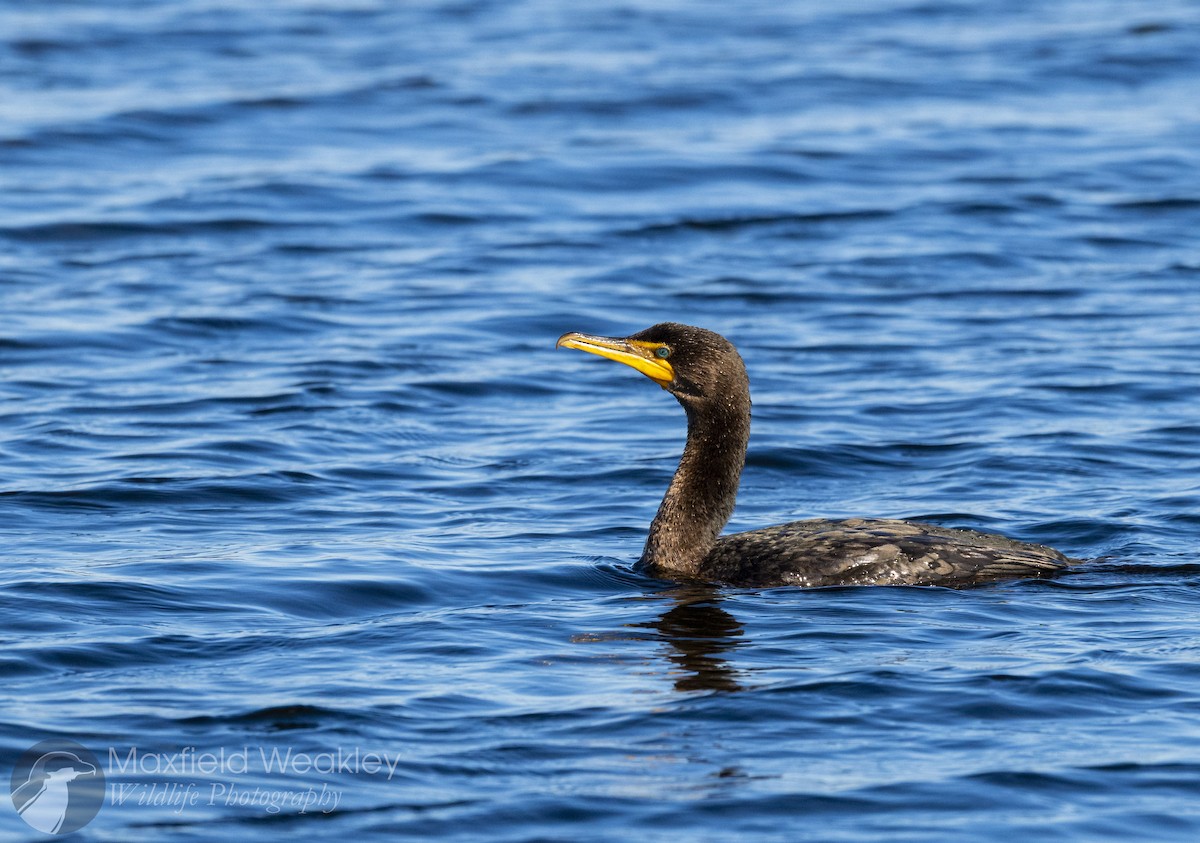 Ушастый баклан - ML646750695