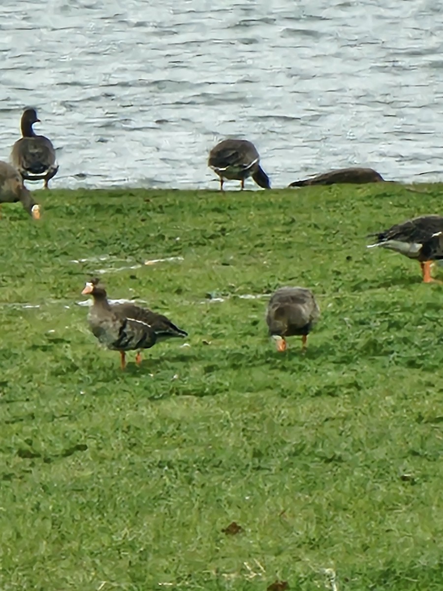 Greater White-fronted Goose - ML646750696
