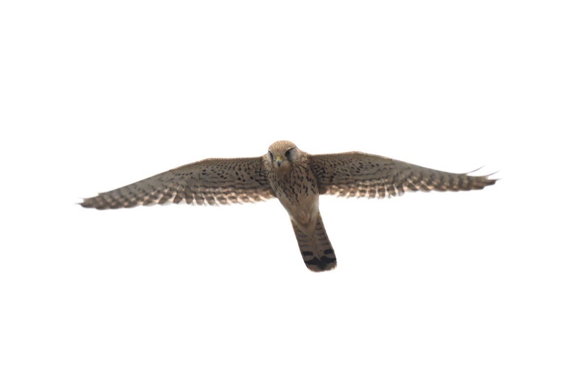 Belatz gorria - ML646750700