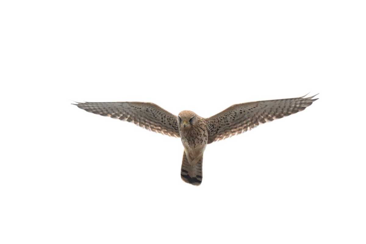 Belatz gorria - ML646750701