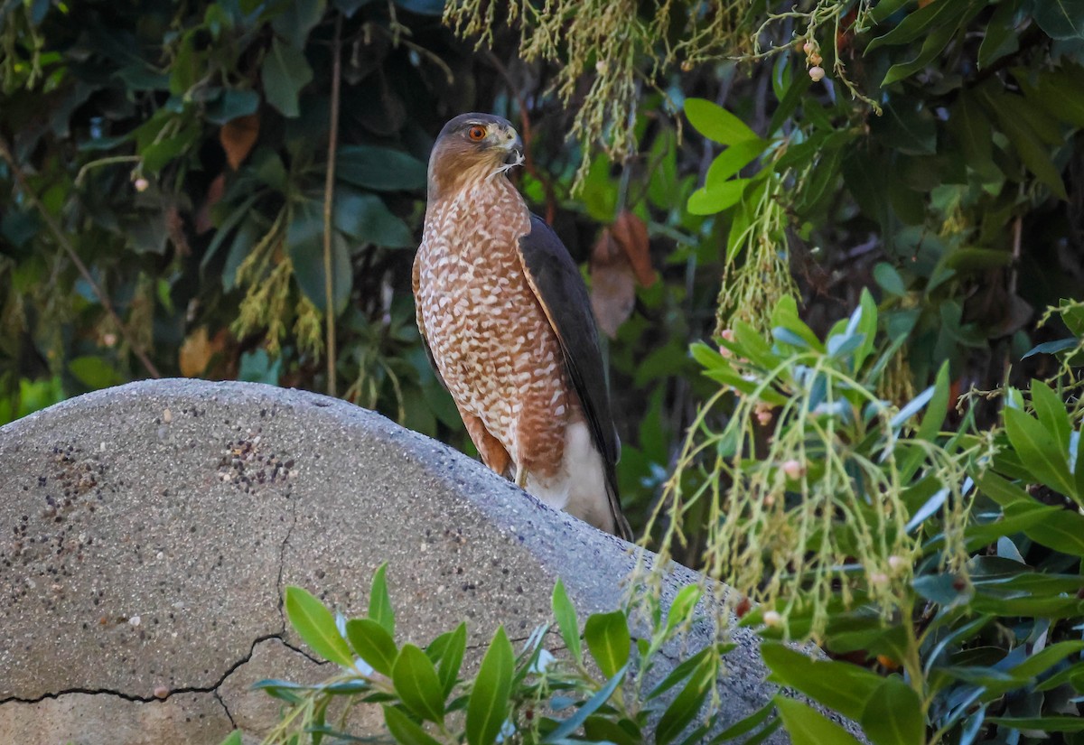 Cooper's Hawk - ML646750703