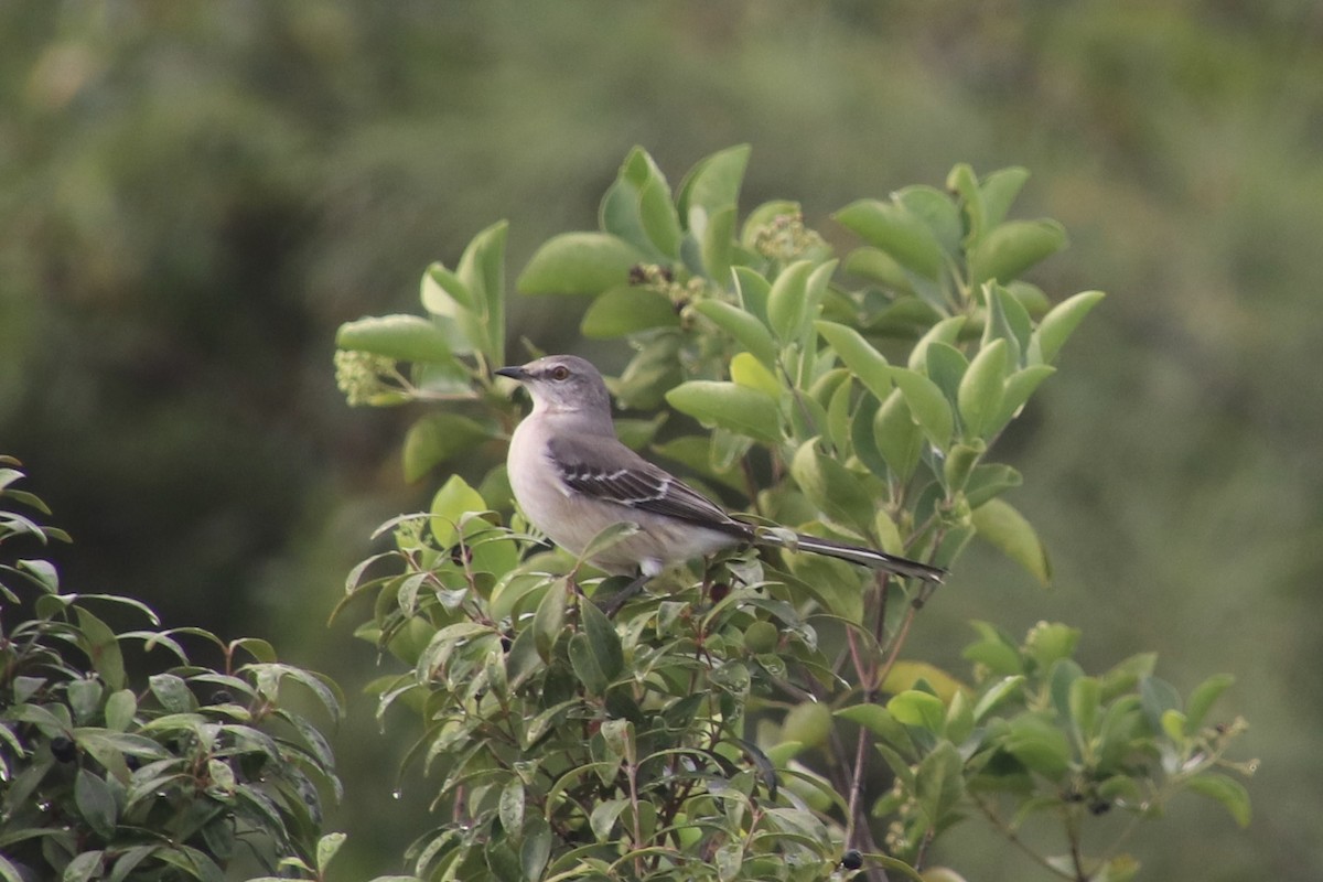 Northern Mockingbird - ML646750706