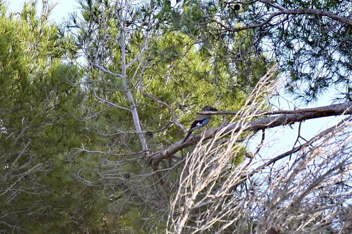 Eskinoso eurasiarra - ML646750708