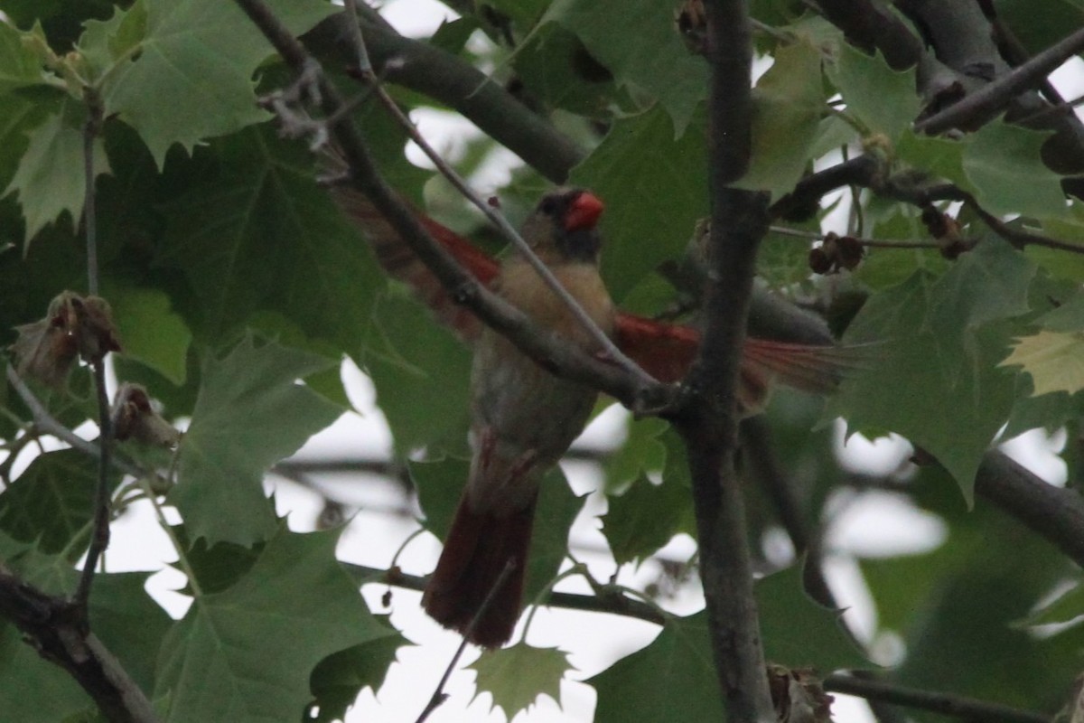 Cardenal Norteño - ML646750716