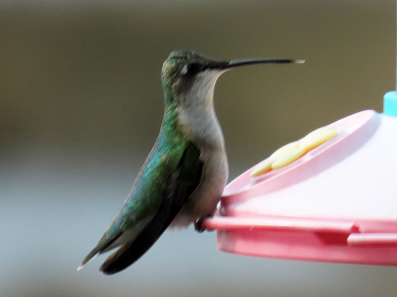 Colibri à gorge rubis - ML646750720