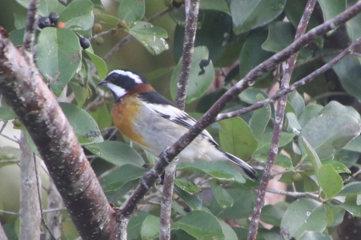 Western Spindalis - ML646750721