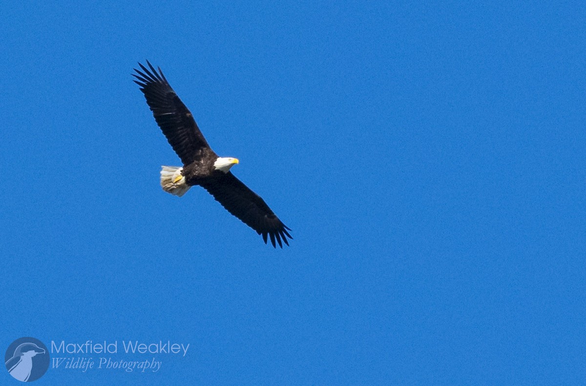 Bald Eagle - ML646750722