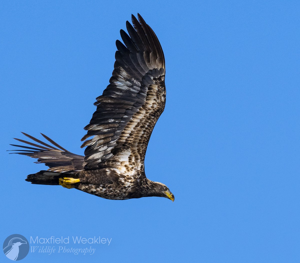 Bald Eagle - ML646750723