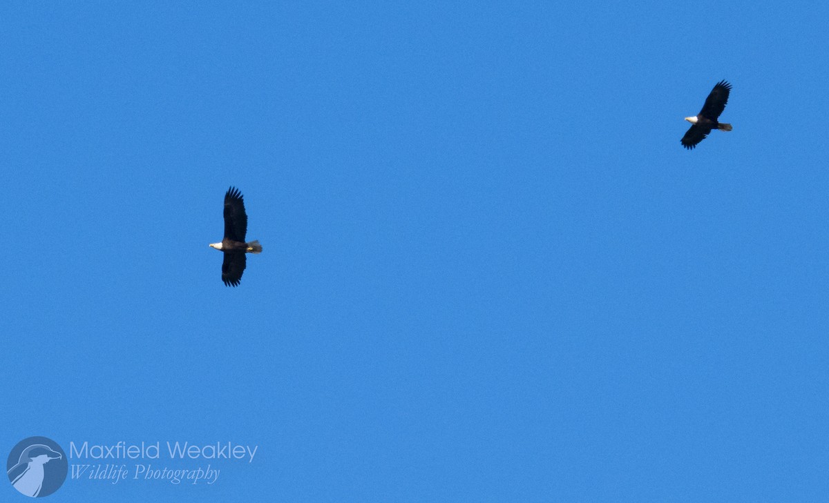 Bald Eagle - ML646750724