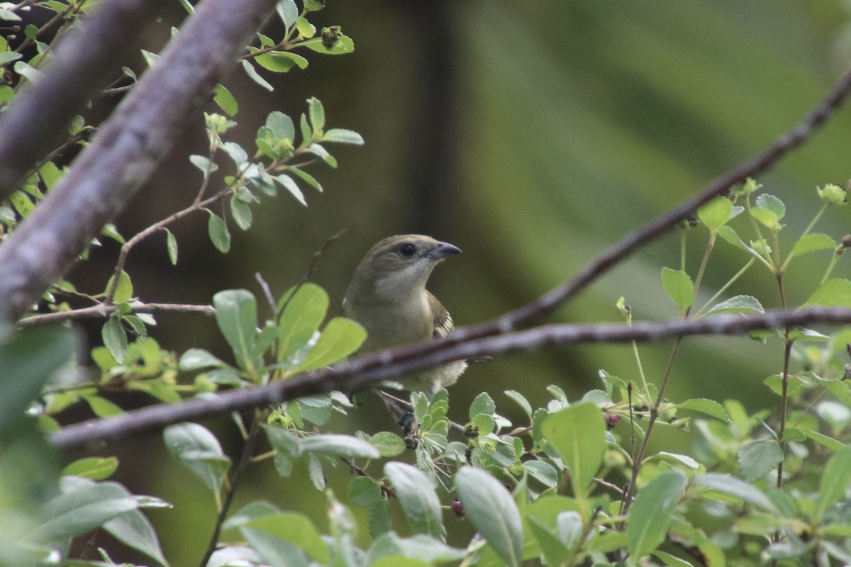 Western Spindalis - ML646750725