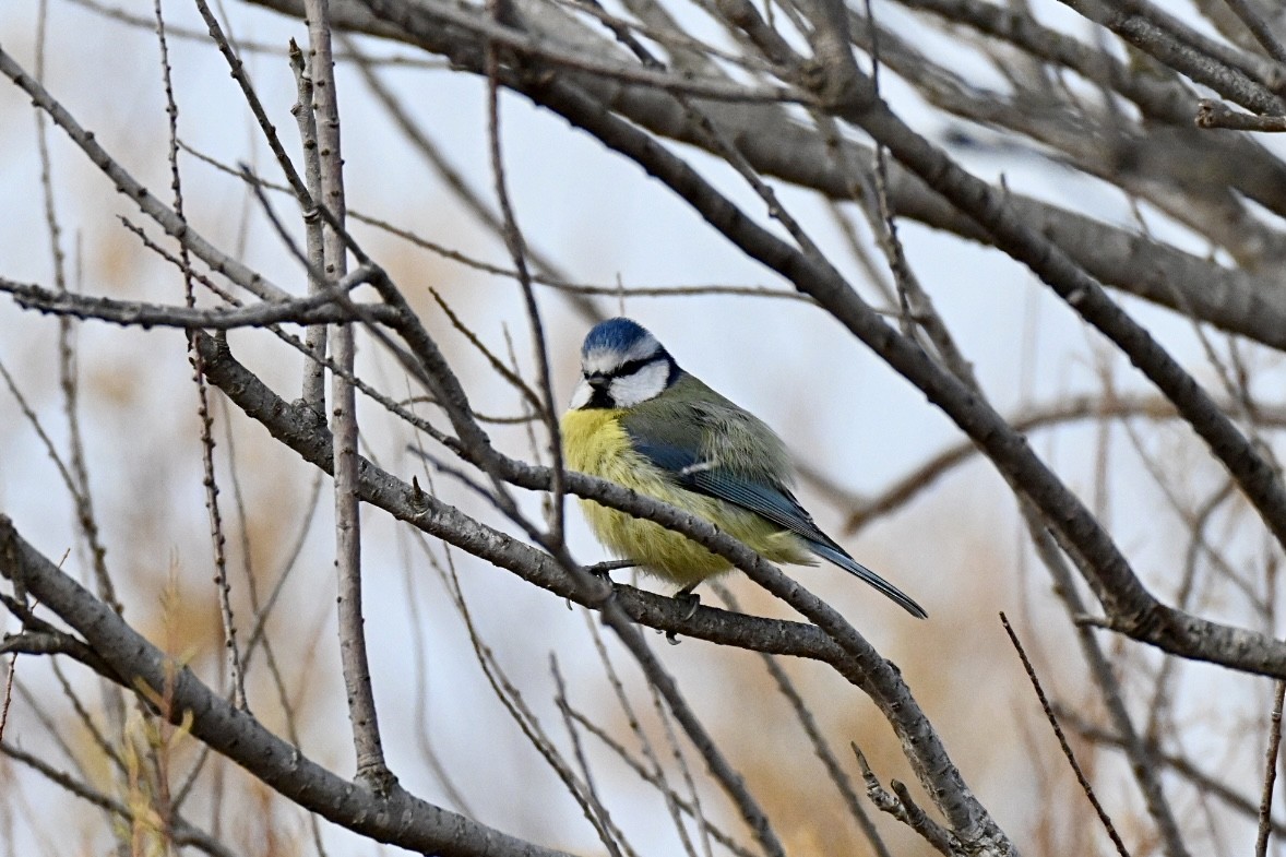 Eurasian Blue Tit - ML646750727