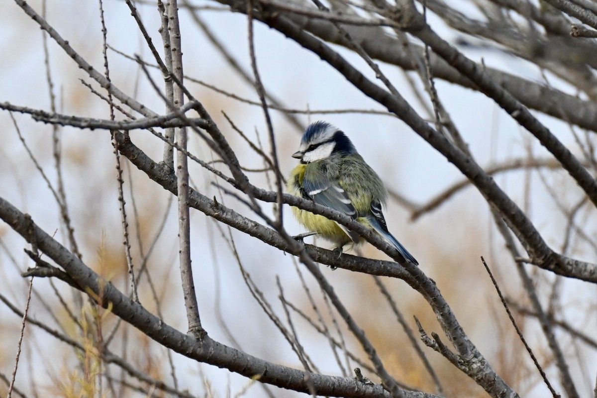 Eurasian Blue Tit - ML646750728