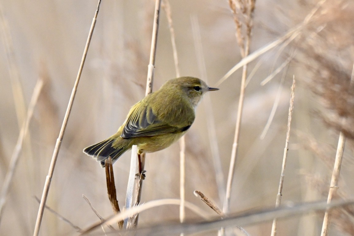 Txio arrunta - ML646750733