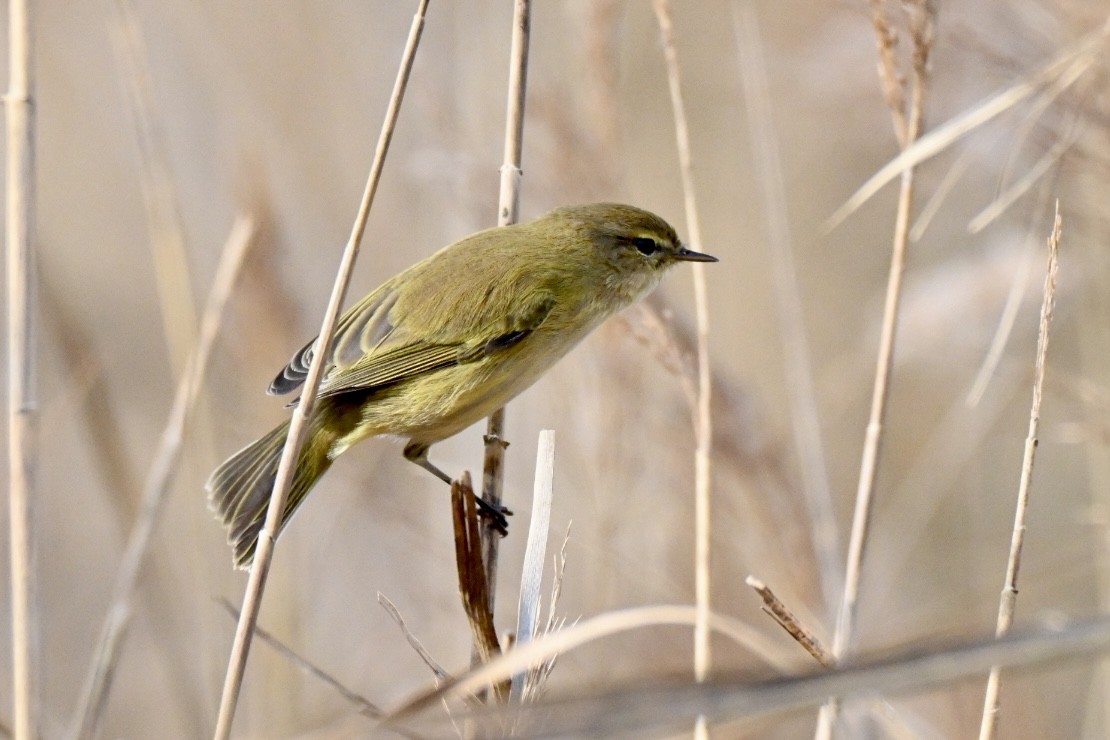 Txio arrunta - ML646750734