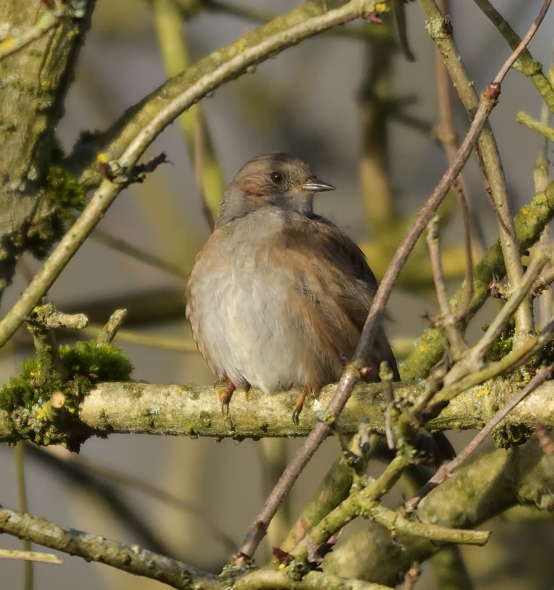 Тинівка лісова - ML646750735
