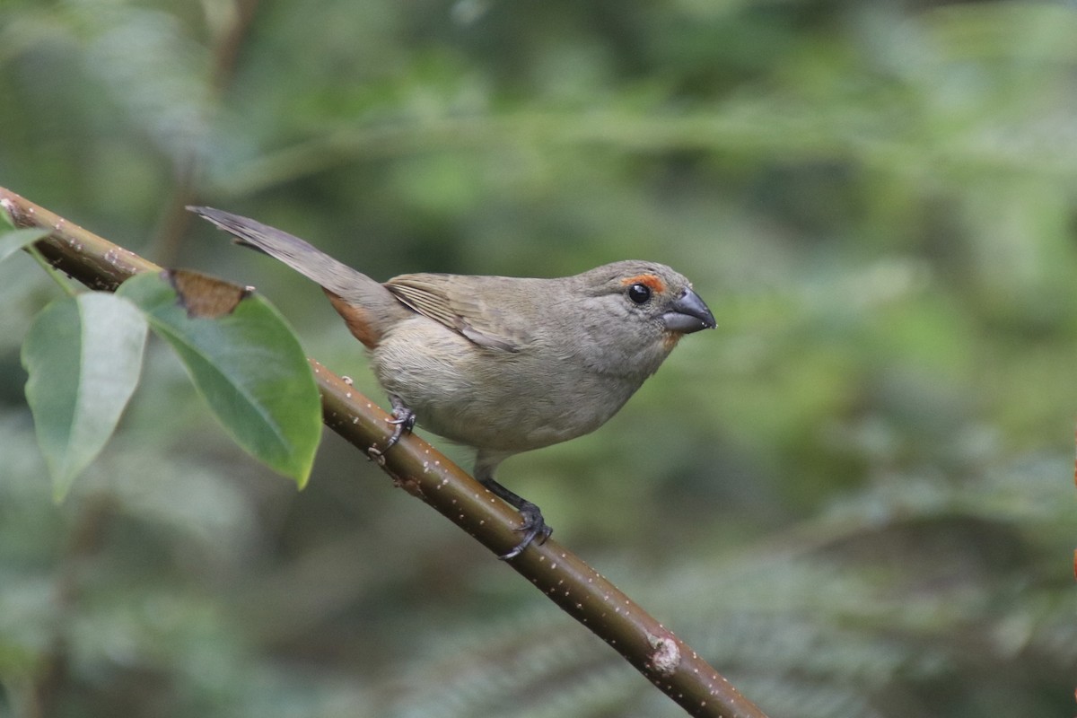 Greater Antillean Bullfinch - ML646750737