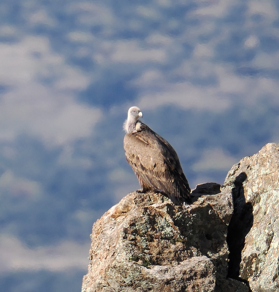 Eurasian Griffon - ML646750740