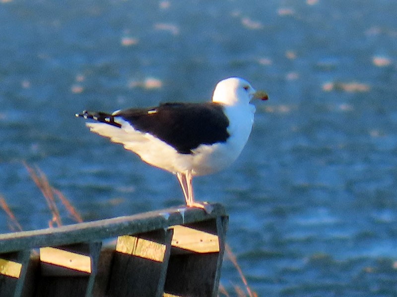 Great Black-backed Gull - ML646750743