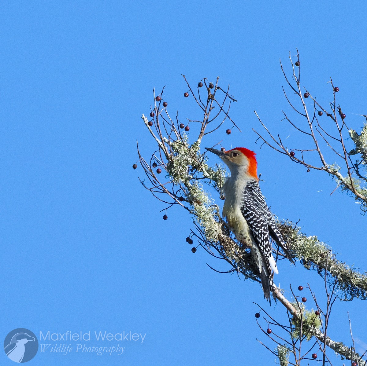 Red-bellied Woodpecker - ML646750748