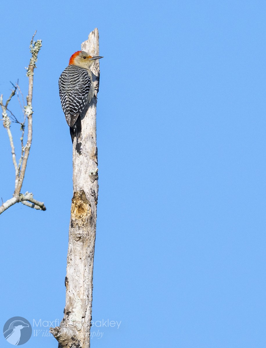 Red-bellied Woodpecker - ML646750749