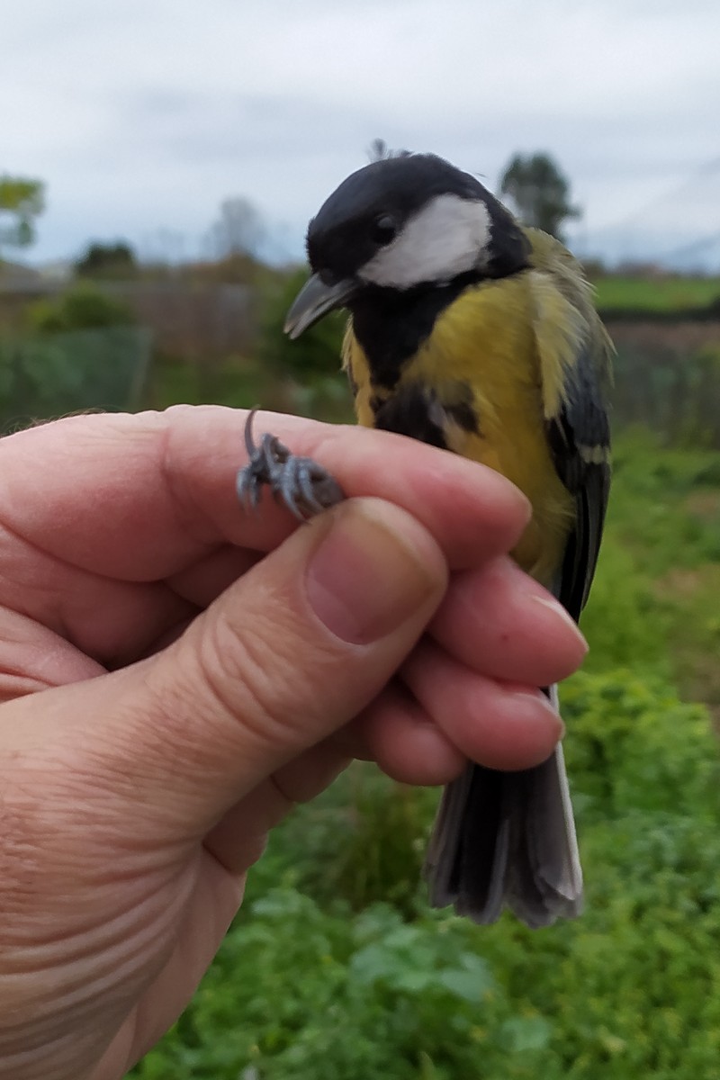 Great Tit - ML646750750