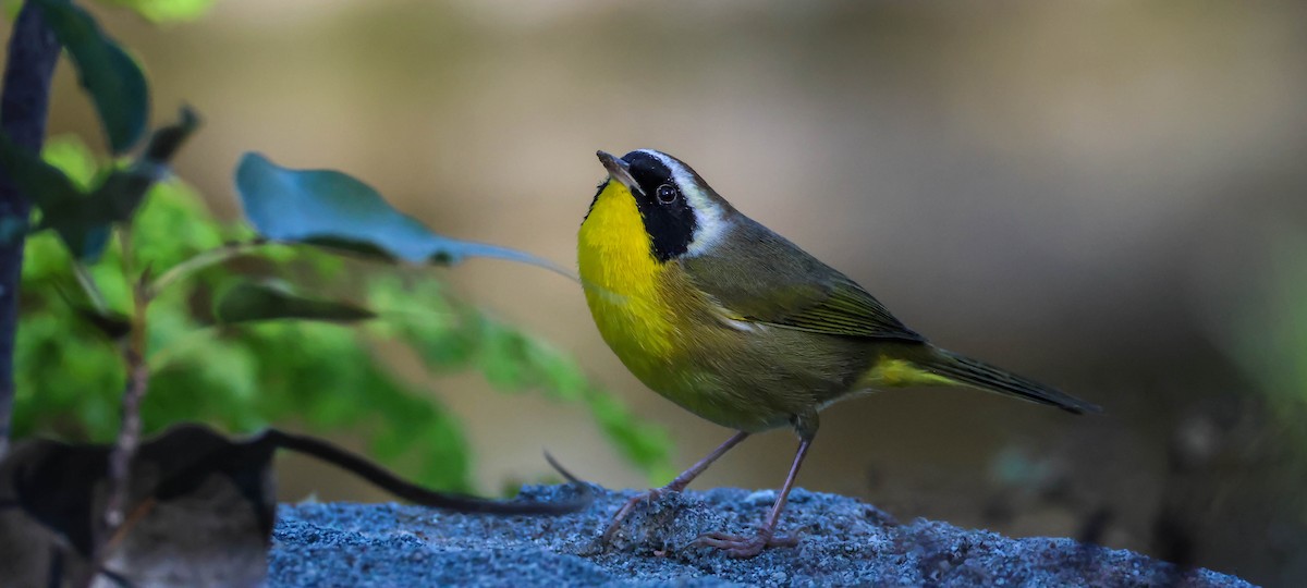 Common Yellowthroat - ML646750751