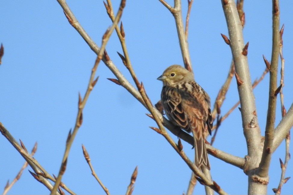 Escribano Cerillo - ML646750752