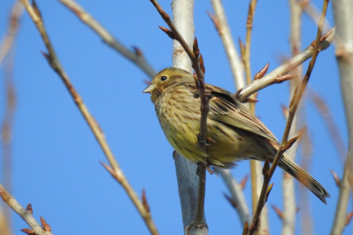 Escribano Cerillo - ML646750753