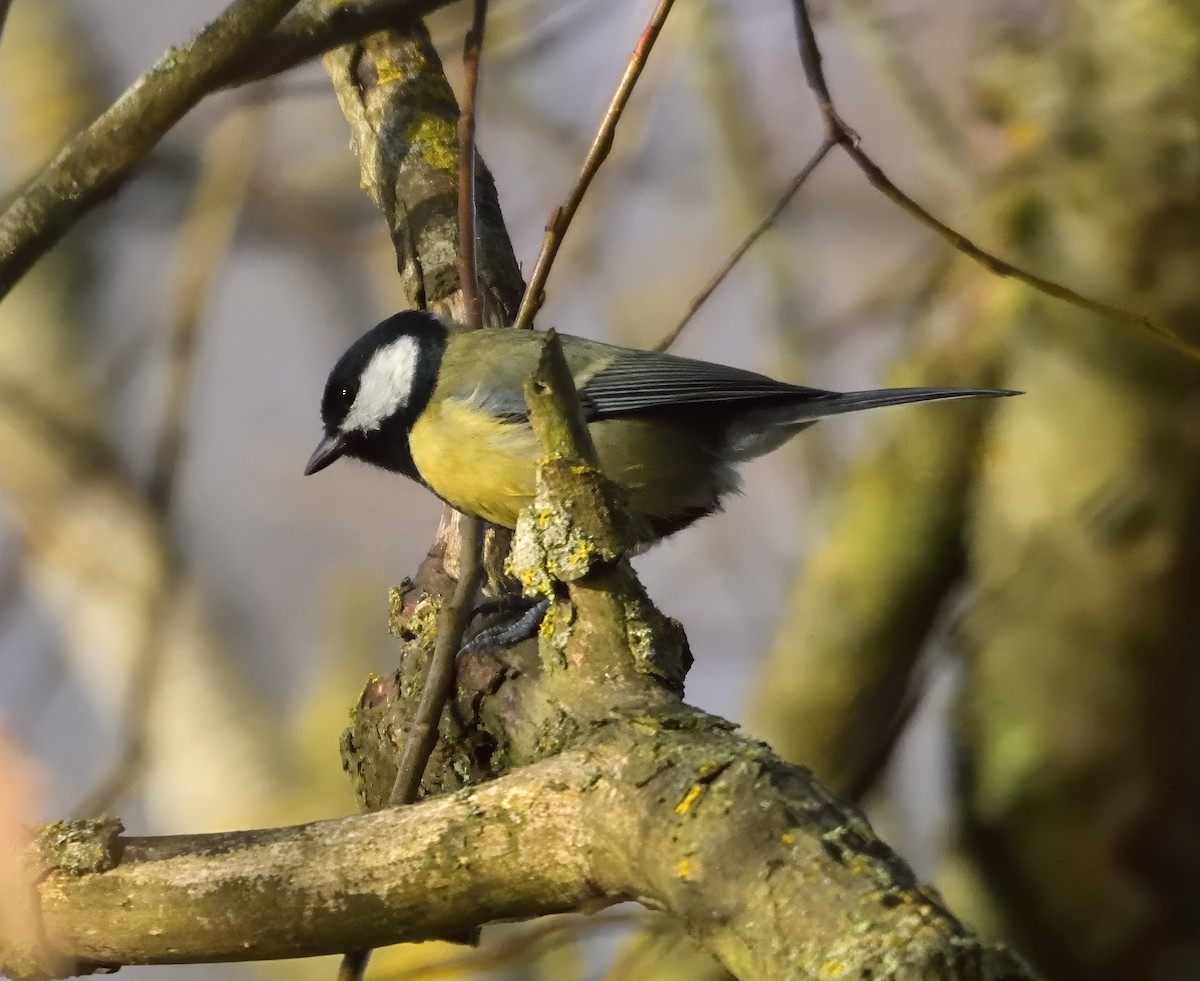 Синиця велика - ML646750756