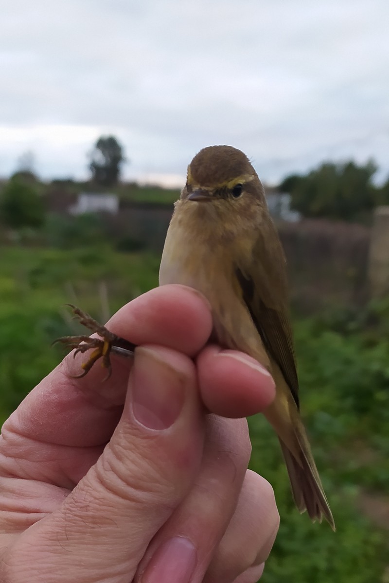 嘰喳柳鶯 - ML646750757