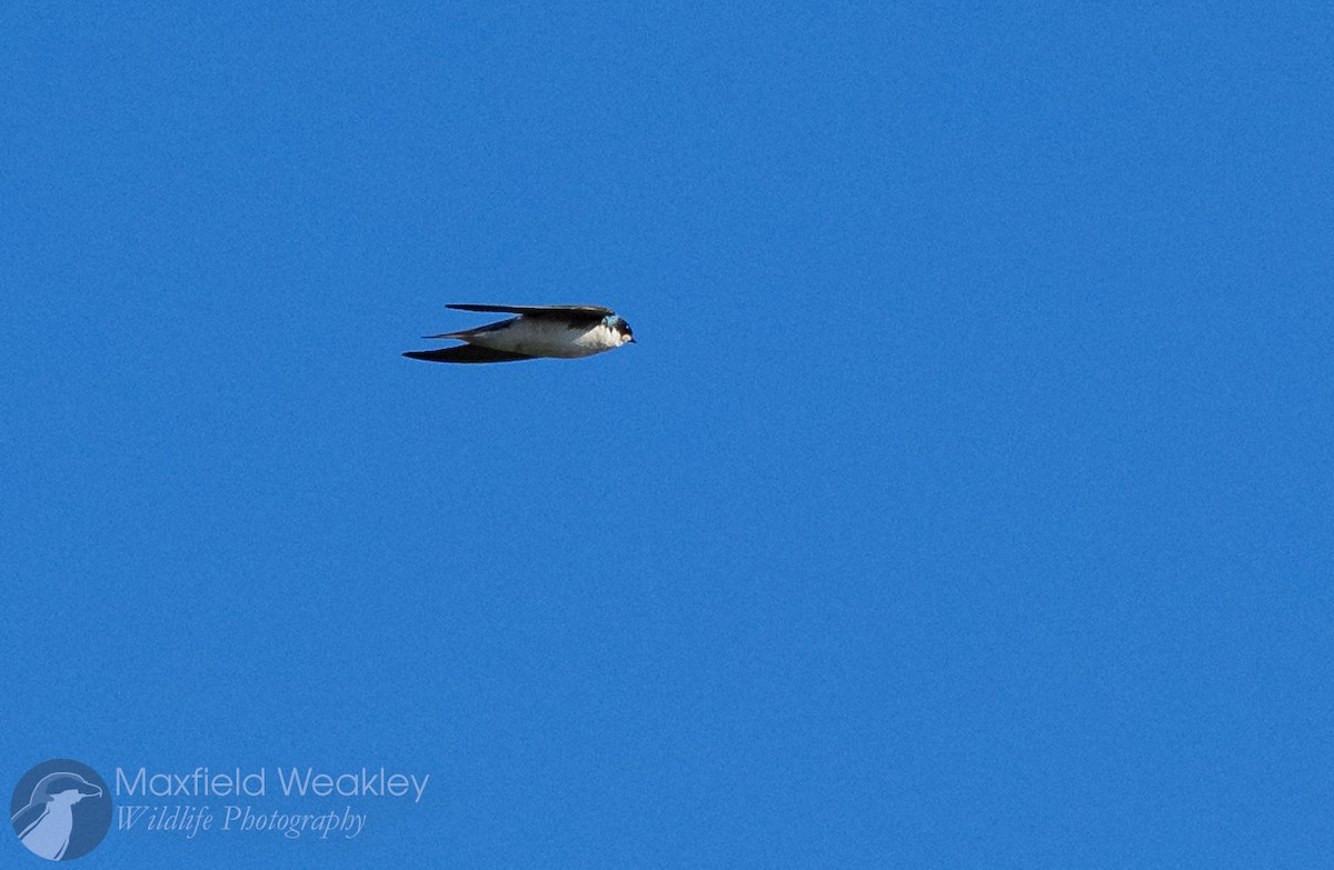 Tree Swallow - ML646750760