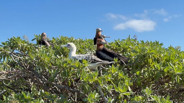 Great Frigatebird - ML646750761