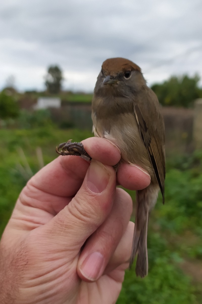 Eurasian Blackcap - ML646750762