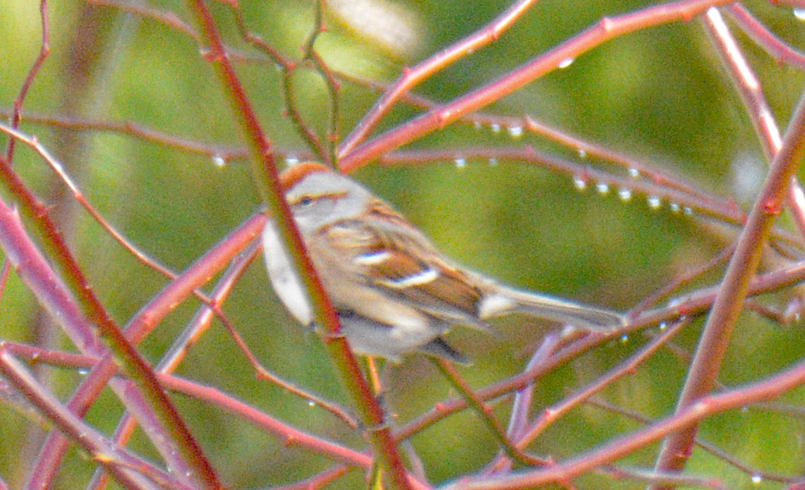 American Tree Sparrow - ML646750764