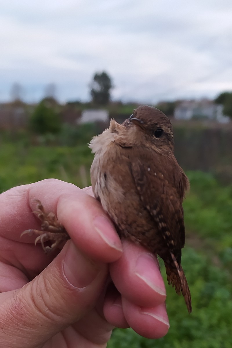 鷦鷯 - ML646750769